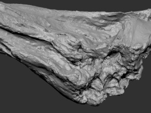 Dead Tree Root 3D Scan in highpoly 3D Model