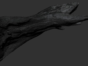 Dead Tree Root 3D Scan in highpoly 3D Model