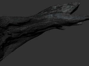 Dead Tree Root 3D Scan in highpoly 3D Model