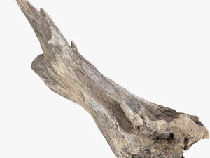 Dead Tree Root 3D Scan in highpoly 3D Model
