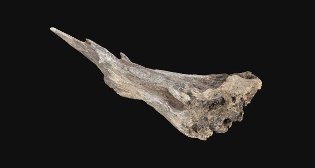 Dead Tree Root 3D Scan in highpoly 3D Model .c4d .max .obj .3ds .fbx .stl .blend 