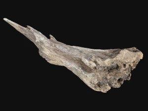 Digitaliza&ccedil;&atilde;o 3D de raiz de &aacute;rvore morta em highpoly Modelo 3D