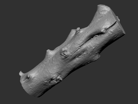 Baumstamm Holz ZBrush Gravur Highpoly 3D Modell