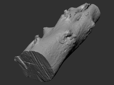 Baumstamm Holz ZBrush Gravur Highpoly 3D Modell