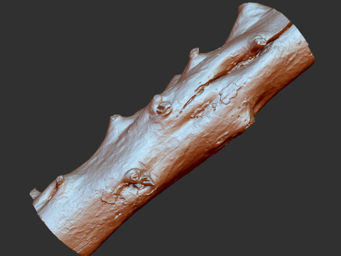 Baumstamm Holz ZBrush Gravur Highpoly 3D Modell