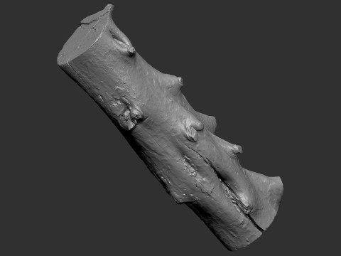Baumstamm Holz ZBrush Gravur Highpoly 3D Modell