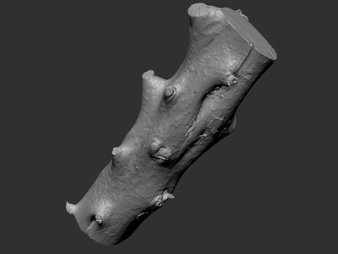 Baumstamm Holz ZBrush Gravur Highpoly 3D Modell