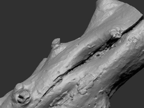 Baumstamm Holz ZBrush Gravur Highpoly 3D Modell