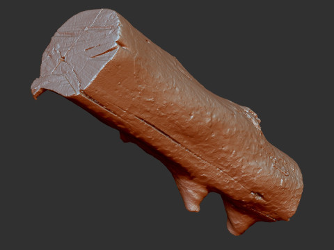Baumstamm Holz ZBrush Gravur Highpoly 3D Modell
