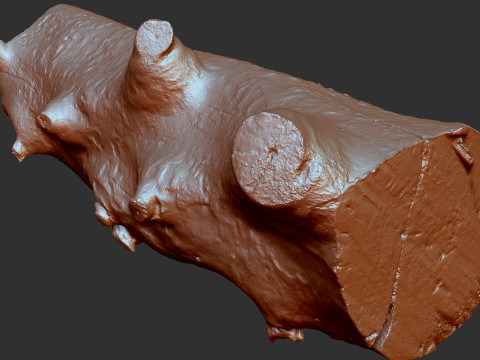 Baumstamm Holz ZBrush Gravur Highpoly 3D Modell