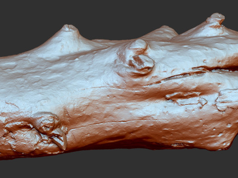 Baumstamm Holz ZBrush Gravur Highpoly 3D Modell