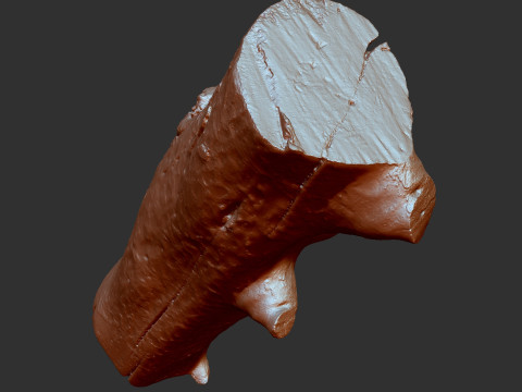 Baumstamm Holz ZBrush Gravur Highpoly 3D Modell