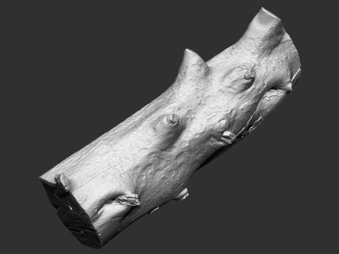 Baumstamm Holz ZBrush Gravur Highpoly 3D Modell