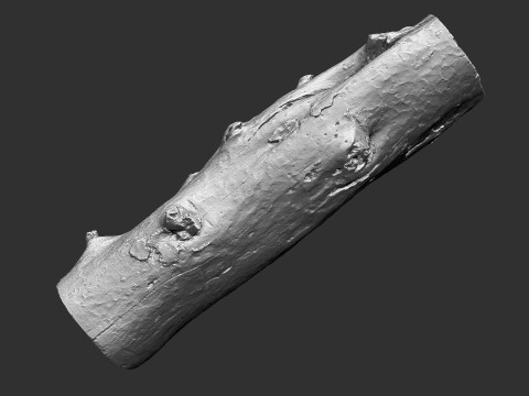 Baumstamm Holz ZBrush Gravur Highpoly 3D Modell