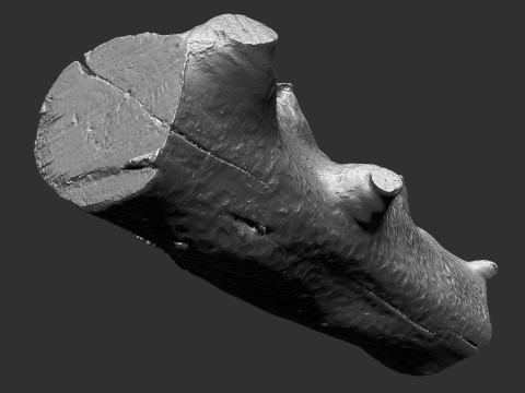 Baumstamm Holz ZBrush Gravur Highpoly 3D Modell