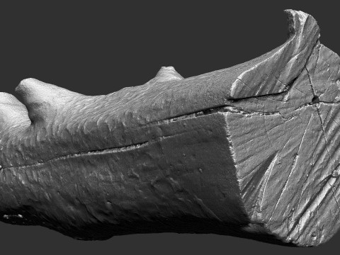 Baumstamm Holz ZBrush Gravur Highpoly 3D Modell