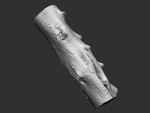 Baumstamm Holz ZBrush Gravur Highpoly 3D Modell