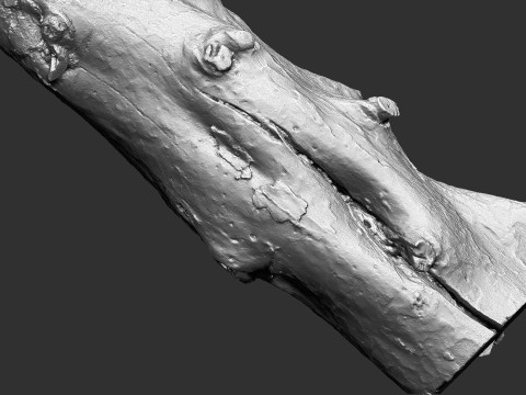 Baumstamm Holz ZBrush Gravur Highpoly 3D Modell