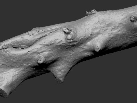 Baumstamm Holz ZBrush Gravur Highpoly 3D Modell