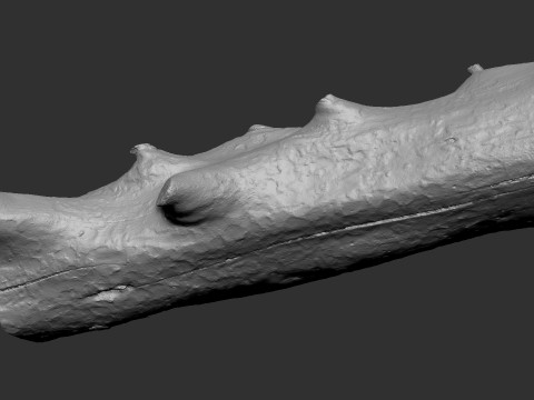 Baumstamm Holz ZBrush Gravur Highpoly 3D Modell