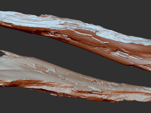 剥皮树干木材 ZBrush 雕刻高聚 3D 模型