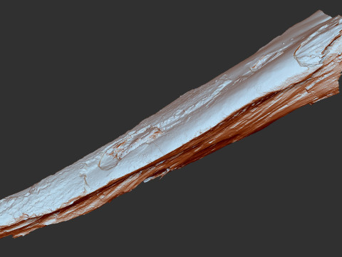 पेड़ के तने को छीलना लकड़ी जेडब्रश उत्कीर्णन हाईपोली 3D मॉडल