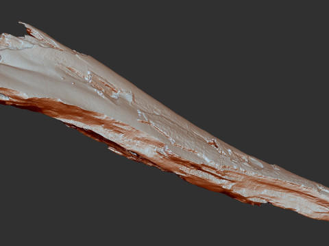 पेड़ के तने को छीलना लकड़ी जेडब्रश उत्कीर्णन हाईपोली 3D मॉडल