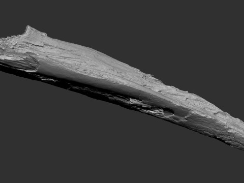 पेड़ के तने को छीलना लकड़ी जेडब्रश उत्कीर्णन हाईपोली 3D मॉडल