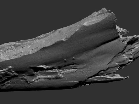 पेड़ के तने को छीलना लकड़ी जेडब्रश उत्कीर्णन हाईपोली 3D मॉडल