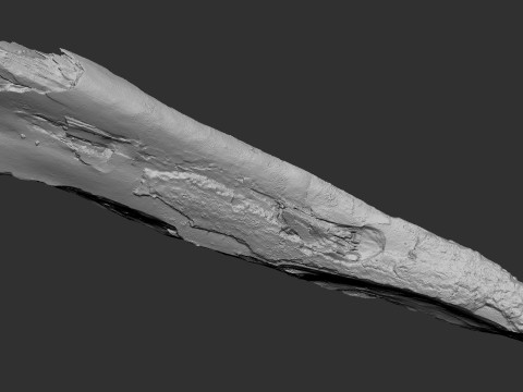 पेड़ के तने को छीलना लकड़ी जेडब्रश उत्कीर्णन हाईपोली 3D मॉडल