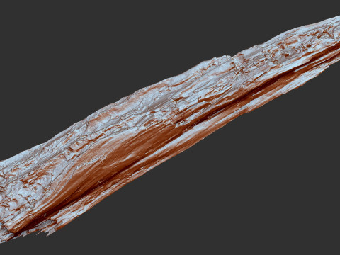 पेड़ के तने को छीलना लकड़ी जेडब्रश उत्कीर्णन हाईपोली 3D मॉडल