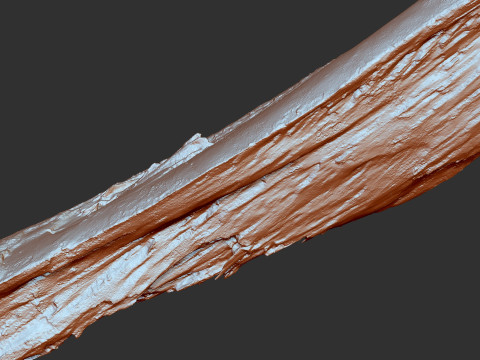 पेड़ के तने को छीलना लकड़ी जेडब्रश उत्कीर्णन हाईपोली 3D मॉडल