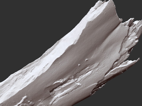 पेड़ के तने को छीलना लकड़ी जेडब्रश उत्कीर्णन हाईपोली 3D मॉडल