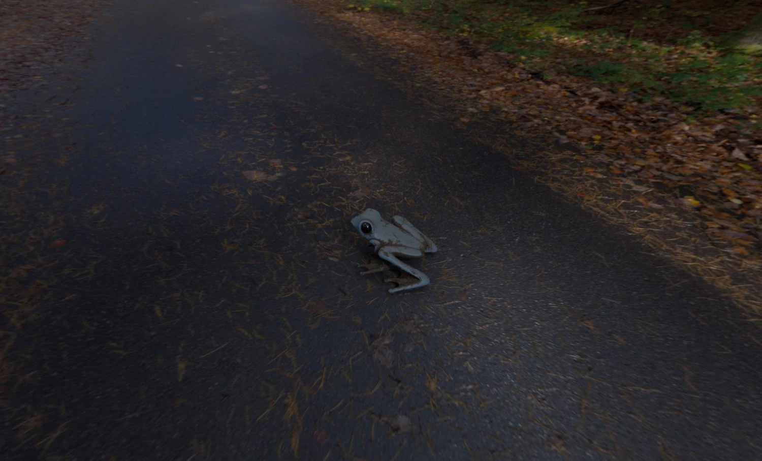 Frog 3D Model .c4d .max .obj .3ds .fbx .stl .blend 