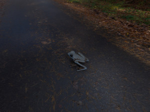 Frog 3D Модель