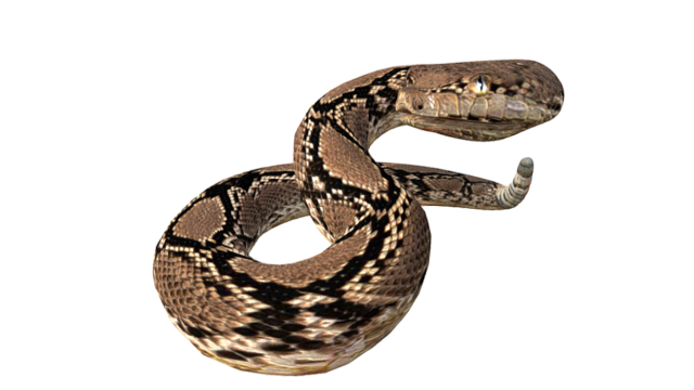 Rattle Snake 3D-Modell .c4d .max .obj .3ds .fbx .stl .blend 