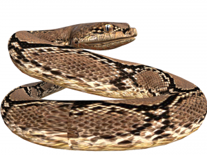 Rattle Snake 3D-Modell