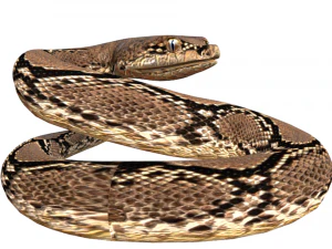 Rattle Snake 3D Model