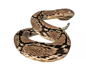 Rattle Snake 3D Model