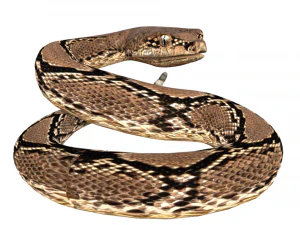 Rattle Snake 3D Model