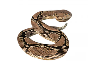 Rattle Snake 3D Model