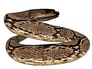 Rattle Snake 3D Model