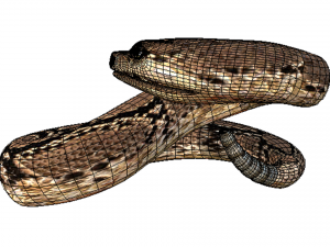 Rattle Snake 3D-Modell