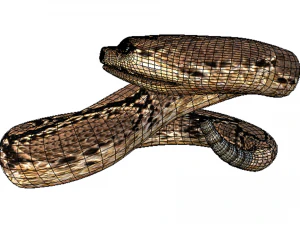 Rattle Snake 3D Model