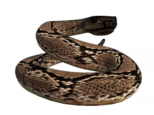 Rattle Snake 3D Model