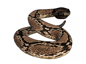 Rattle Snake 3D-Modell