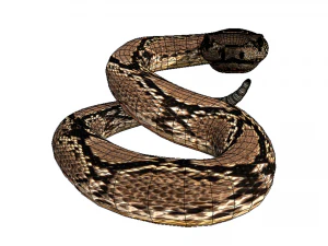 Rattle Snake 3D Model