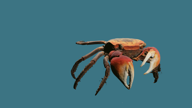 Realistic Sea Crab Modèle 3D .c4d .max .obj .3ds .fbx .stl .blend 