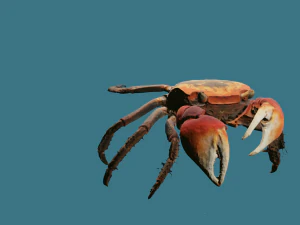Kepiting Laut Realistis Model 3D