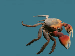 Realistic Sea Crab 3D Model